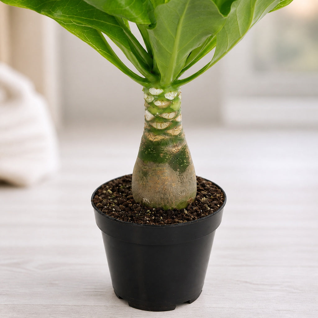 Hawaiipalme - Brighamia - Höhe ca. 40 cm, Topf-Ø 12 cm