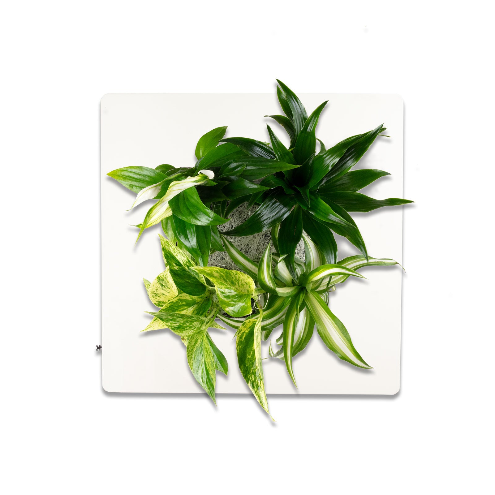 Flowerwall S - blanc - 31x31 cm