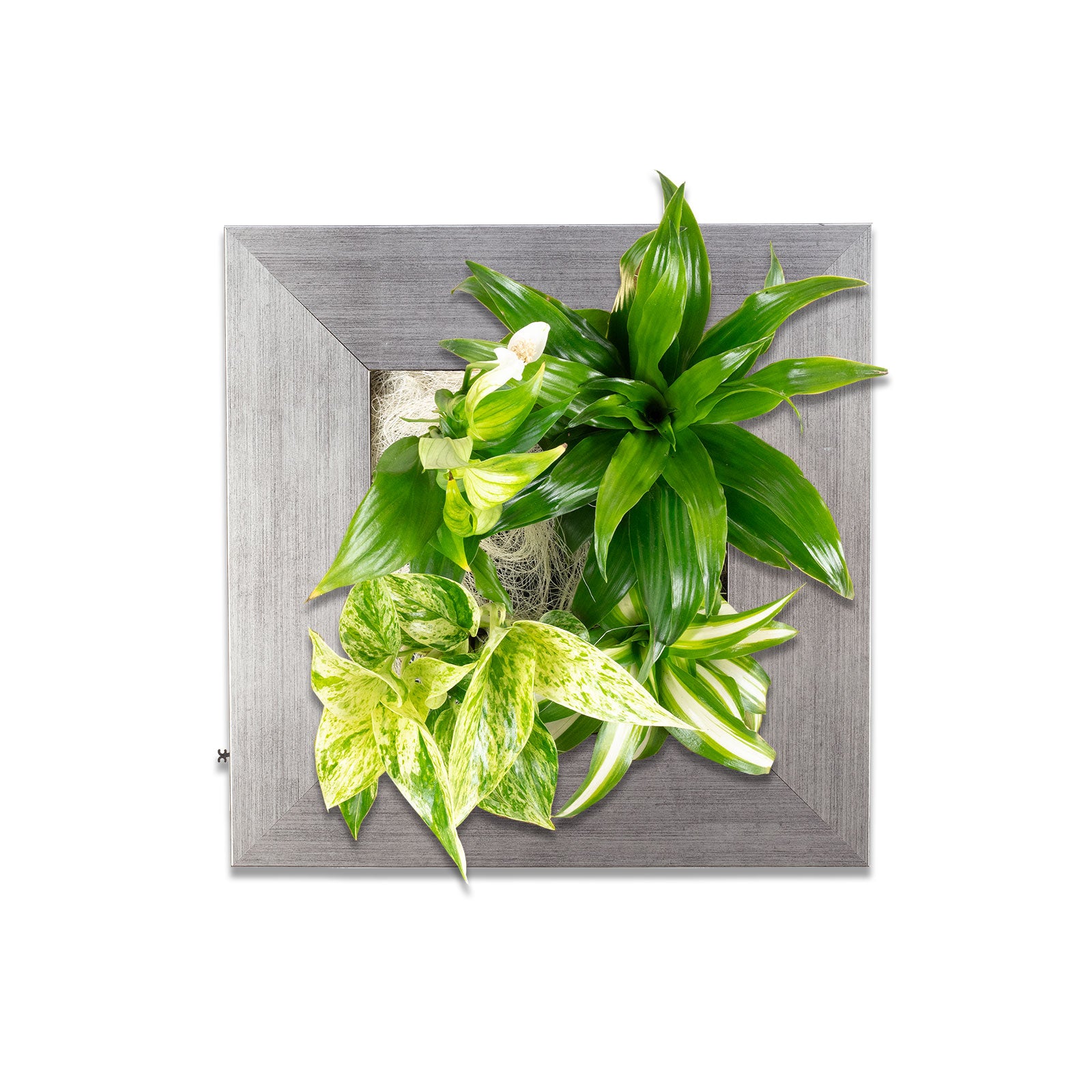 Flowerwall S - alu - 31x31 cm