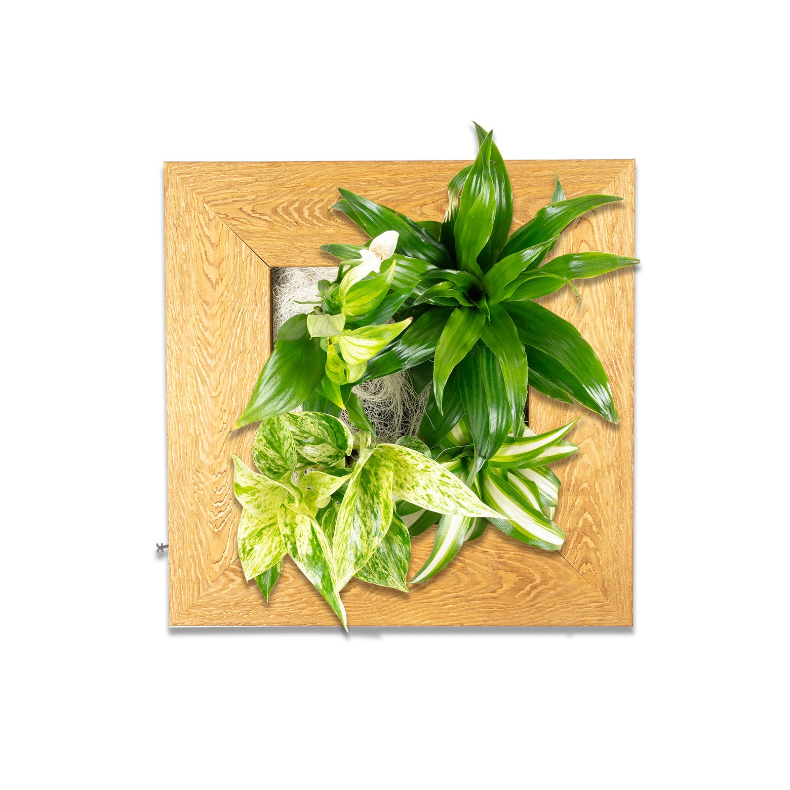 Flowerwall S - bois naturel - 31x31 cm