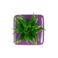 Box 1 - violett - 16x16 cm