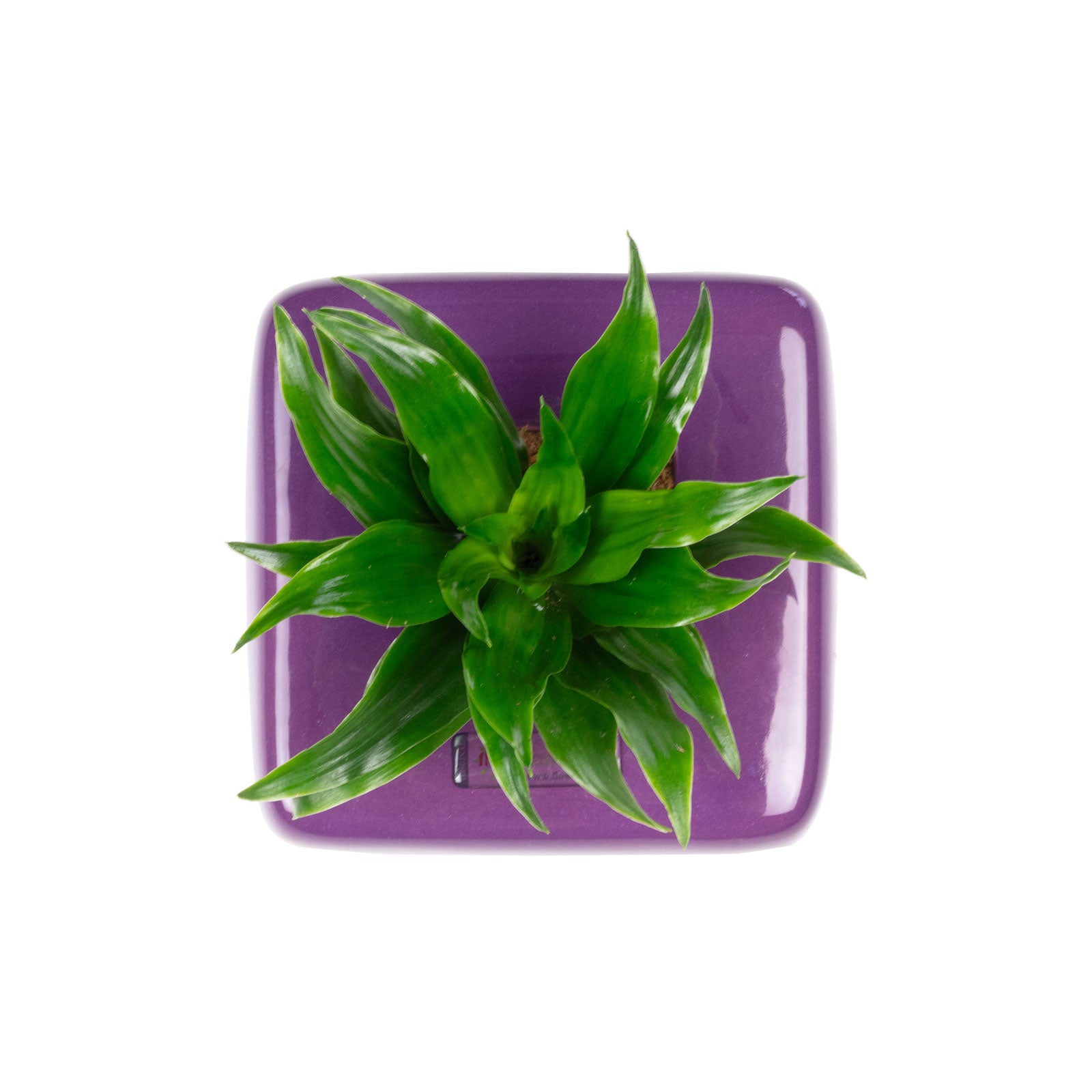 Box 1 - violet - 16x16 cm