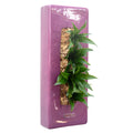 Box 40 - violett - 40x16 cm