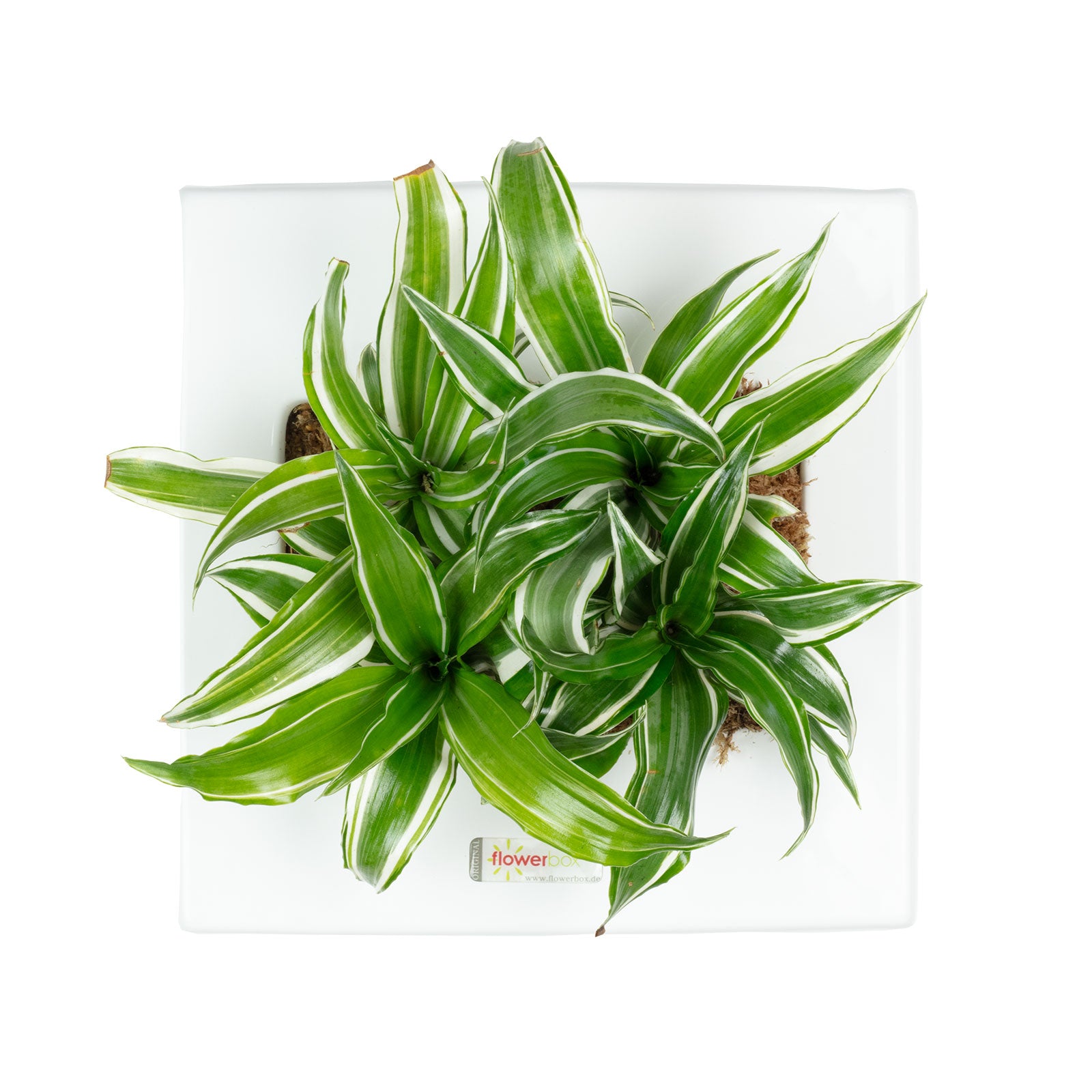 Box 25 - white - 25x25 cm