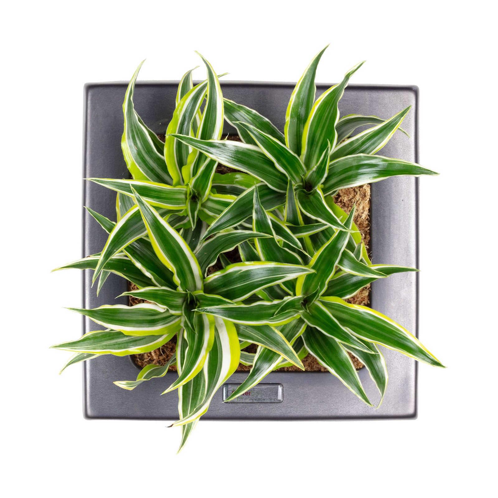 Box 25 - anthracite - 25x25 cm