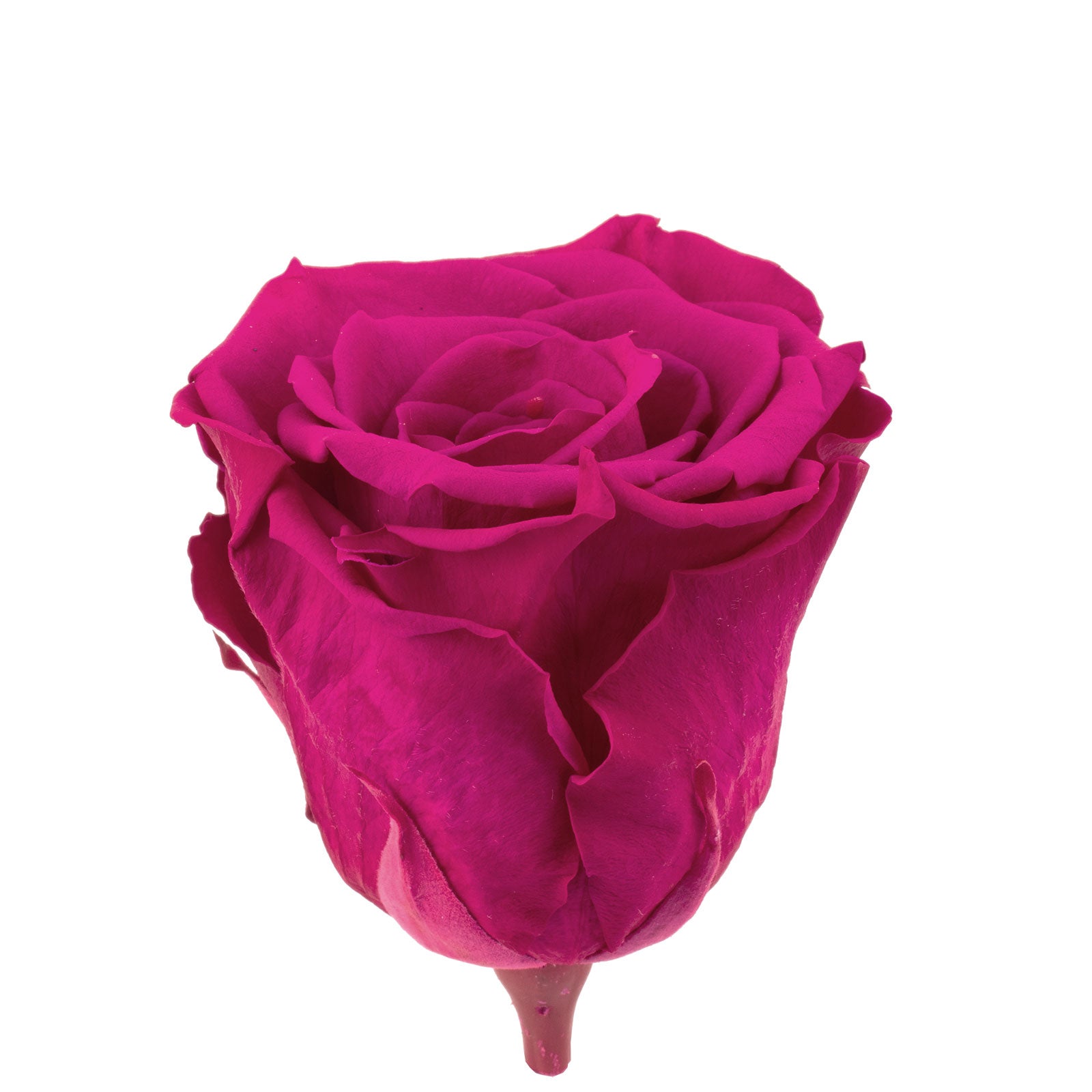 Pack of 6 Infinity-Bloom rose heads XL - berry - head diameter approx. 6.5 cm