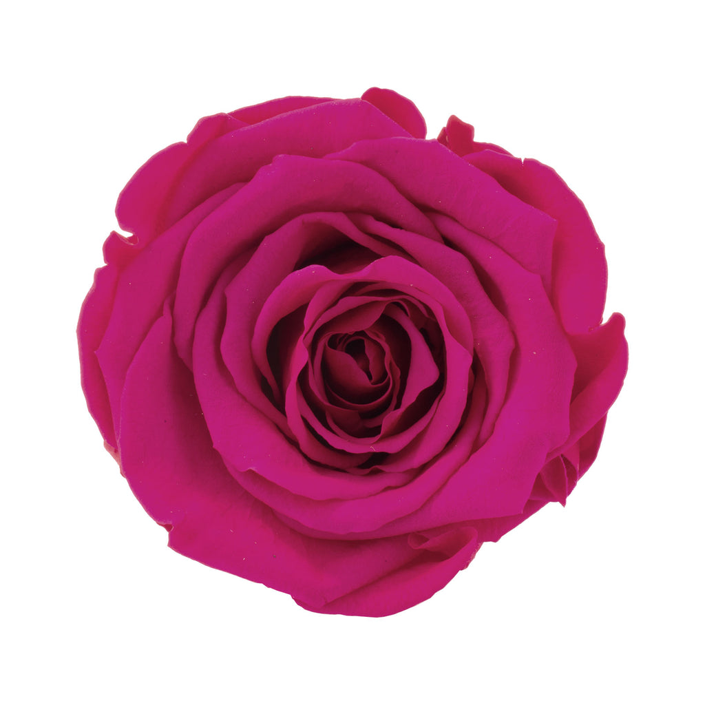 Pack of 6 Infinity-Bloom rose heads XL - berry - head diameter approx. 6.5 cm