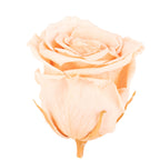 Lot de 6 têtes de roses Infinity-Bloom XL - rosé - diamètre de la tête env. 6,5 cm