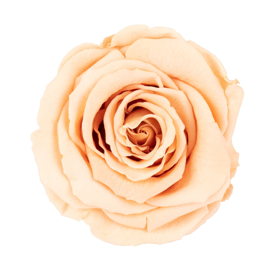 Lot de 6 têtes de roses Infinity-Bloom XL - rosé - diamètre de la tête env. 6,5 cm