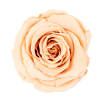 Lot de 6 têtes de roses Infinity-Bloom XL - rosé - diamètre de la tête env. 6,5 cm