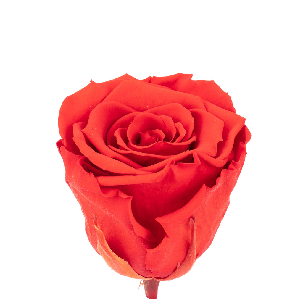 Lot de 6 têtes de roses Infinity-Bloom XL - rouge clair - diamètre de la tête env. 6,5 cm