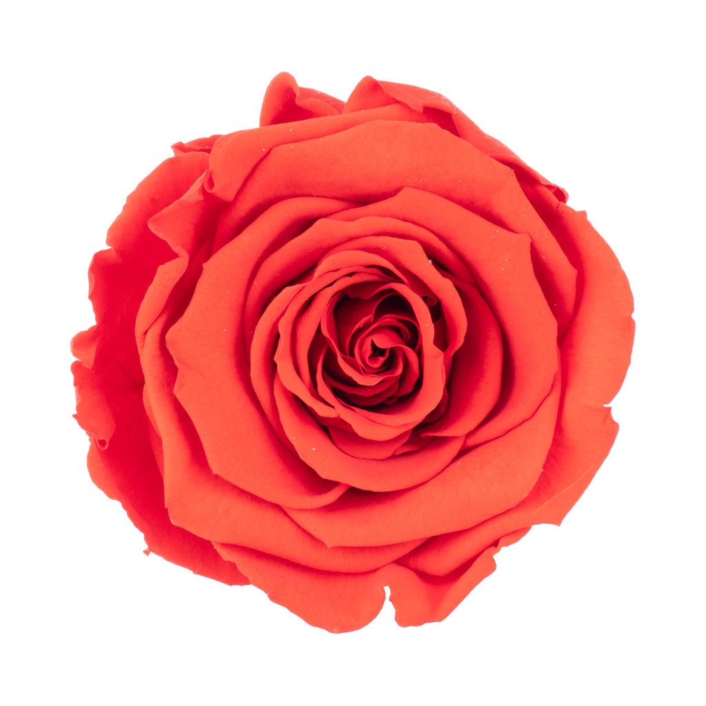 Lot de 6 têtes de roses Infinity-Bloom XL - rouge clair - diamètre de la tête env. 6,5 cm