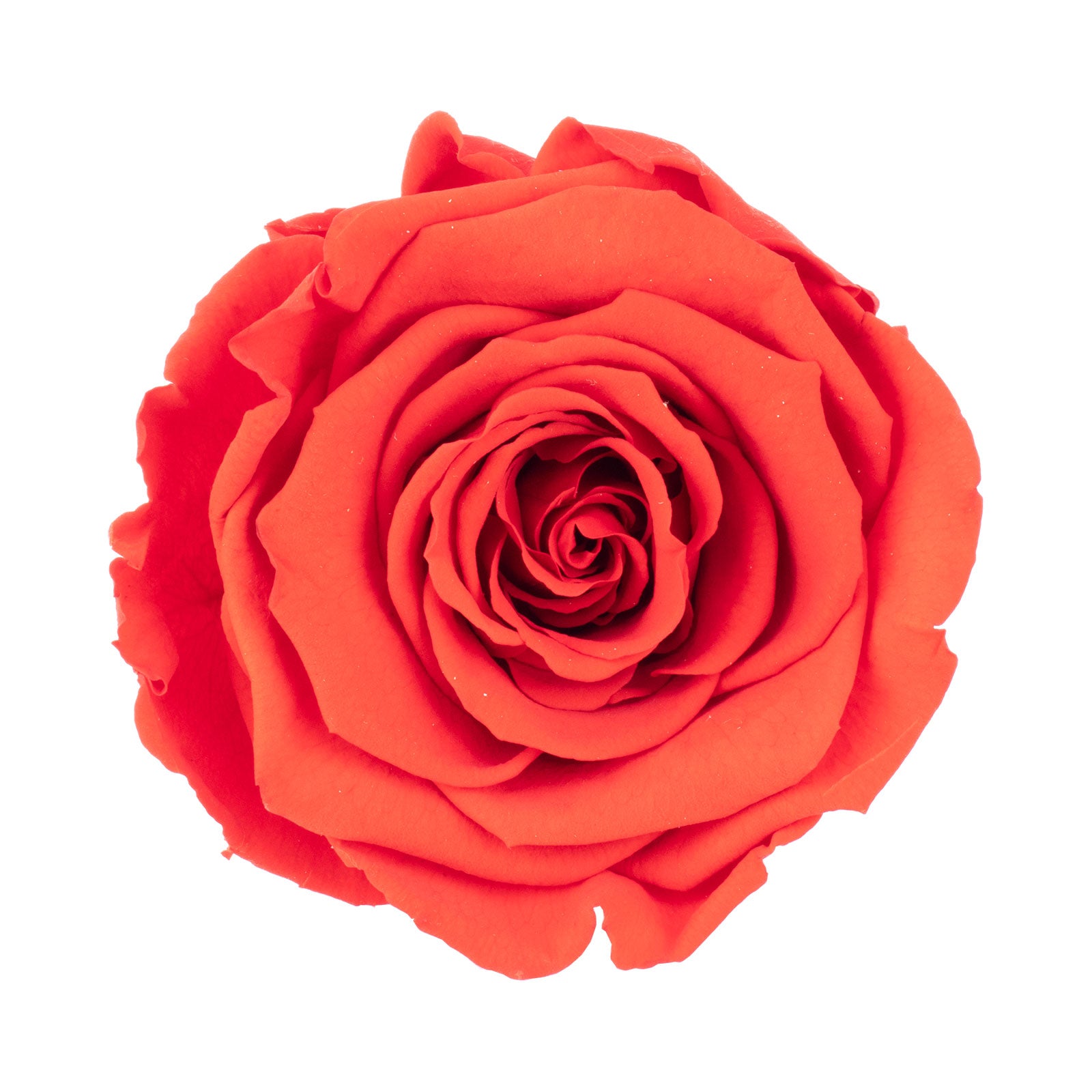 Lot de 6 têtes de roses Infinity-Bloom XL - rouge clair - diamètre de la tête env. 6,5 cm