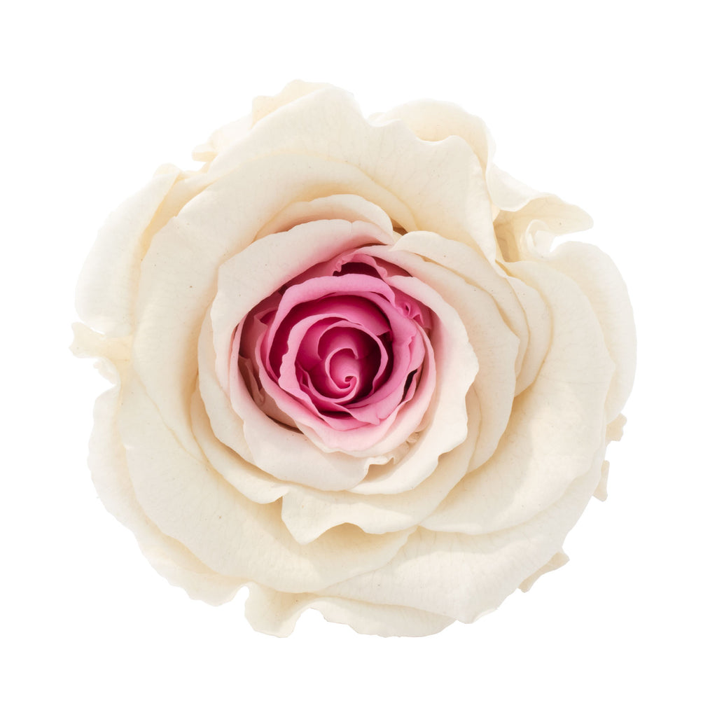 6er-Pack Infinity-Bloom Rosenköpfe XL - white pink - Kopf-Ø ca. 6,5 cm