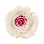6er-Pack Infinity-Bloom Rosenköpfe XL - white pink - Kopf-Ø ca. 6,5 cm