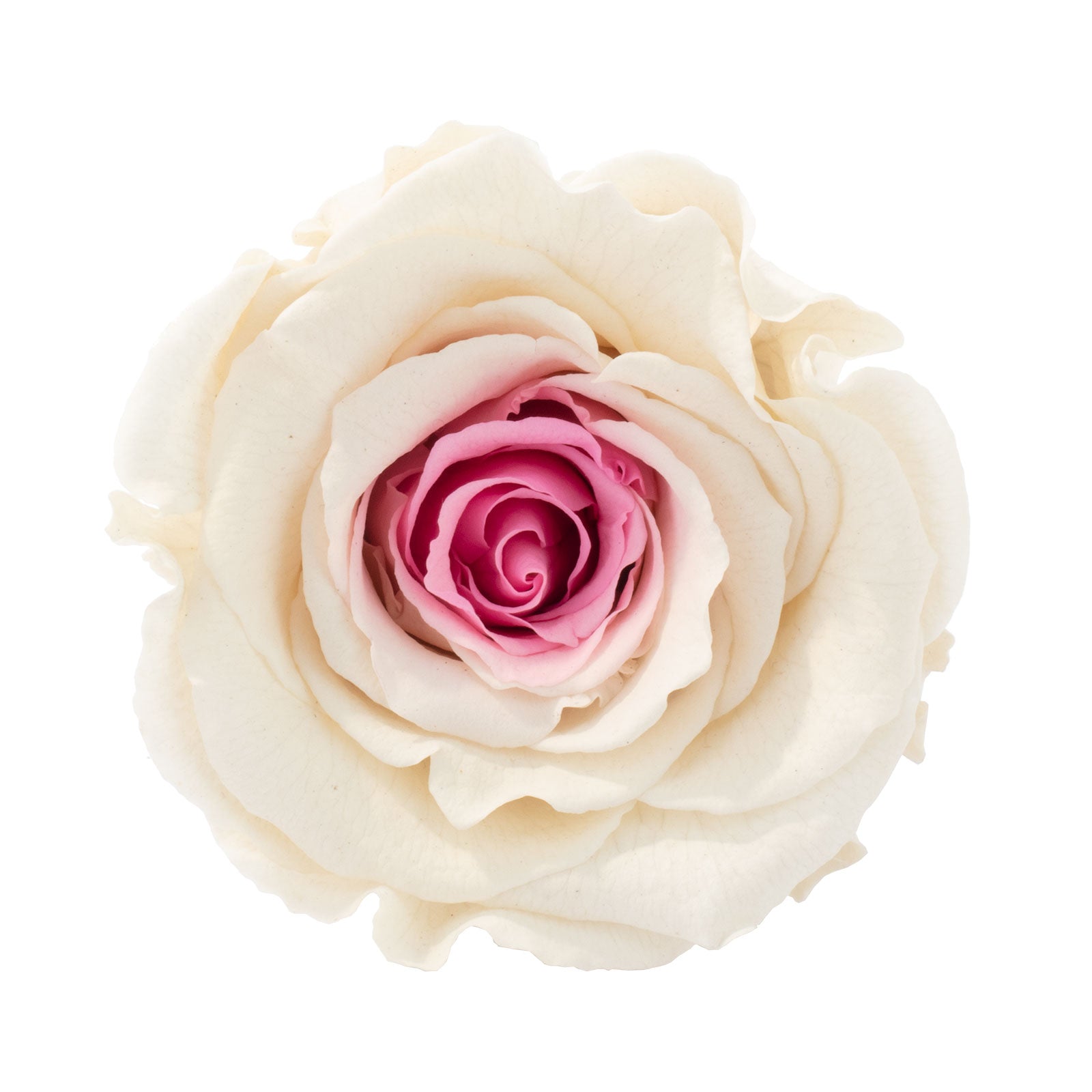 6er-Pack Infinity-Bloom Rosenköpfe XL - white pink - Kopf-Ø ca. 6,5 cm