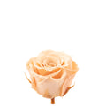 12er-Pack Infinity-Bloom Rosenköpfe MINI - rosé - Kopf-Ø ca. 3,5 cm