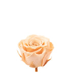 12er-Pack Infinity-Bloom Rosenköpfe MINI - rosé - Kopf-Ø ca. 3,5 cm