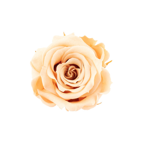 Lot de 12 têtes de roses Infinity-Bloom MINI - rosé - diamètre de la tête env. 3,5 cm