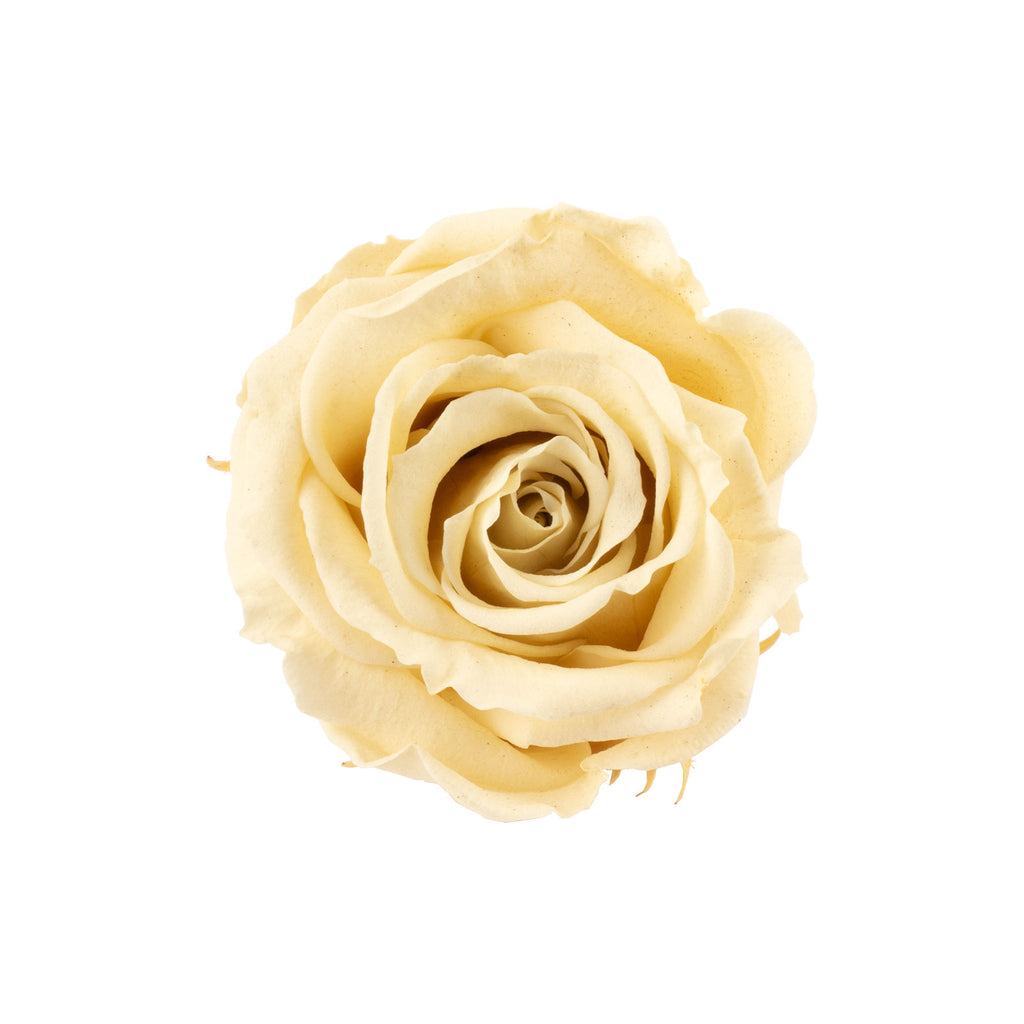 12er-Pack Infinity-Bloom Rosenköpfe MINI - champagne - Kopf-Ø ca. 3,5 cm