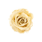 12er-Pack Infinity-Bloom Rosenköpfe MINI - champagne - Kopf-Ø ca. 3,5 cm