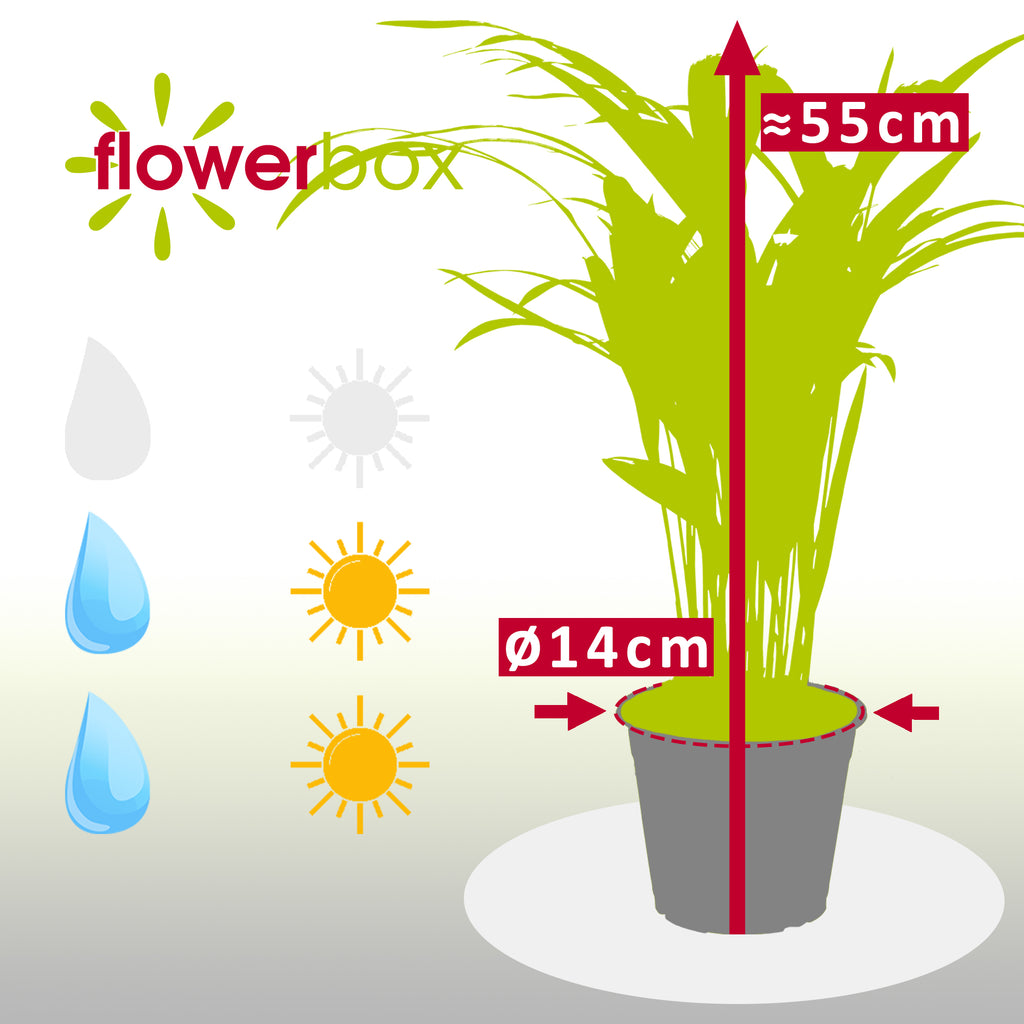 Goldfruchtpalme - Areca Dypsis Lutescens - 55 cm
