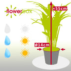 Goldfruchtpalme - Areca Dypsis Lutescens - 55 cm