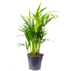 Goldfruchtpalme - Areca Dypsis Lutescens - 55 cm