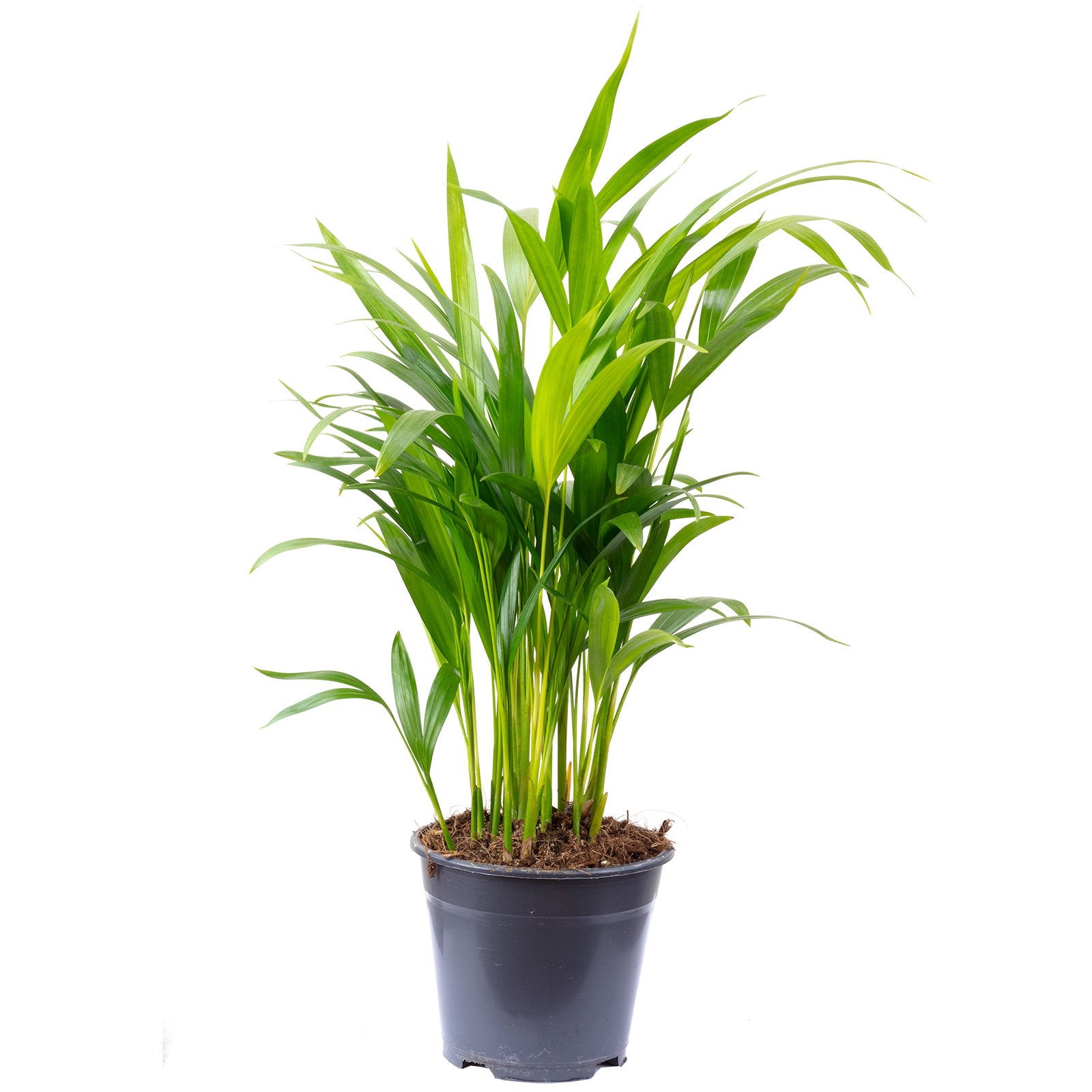 Goldfruchtpalme - Areca Dypsis Lutescens - 55 cm