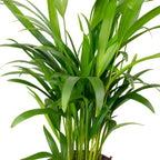 Goldfruchtpalme - Areca Dypsis Lutescens - 55 cm