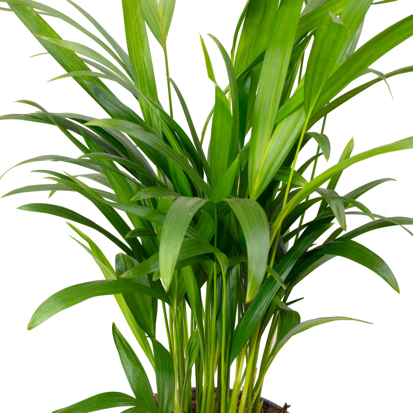Goldfruchtpalme - Areca Dypsis Lutescens - 55 cm
