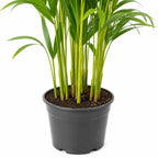 Goldfruchtpalme - Areca Dypsis Lutescens - Höhe ca. 55 cm, Topf-Ø 14 cm