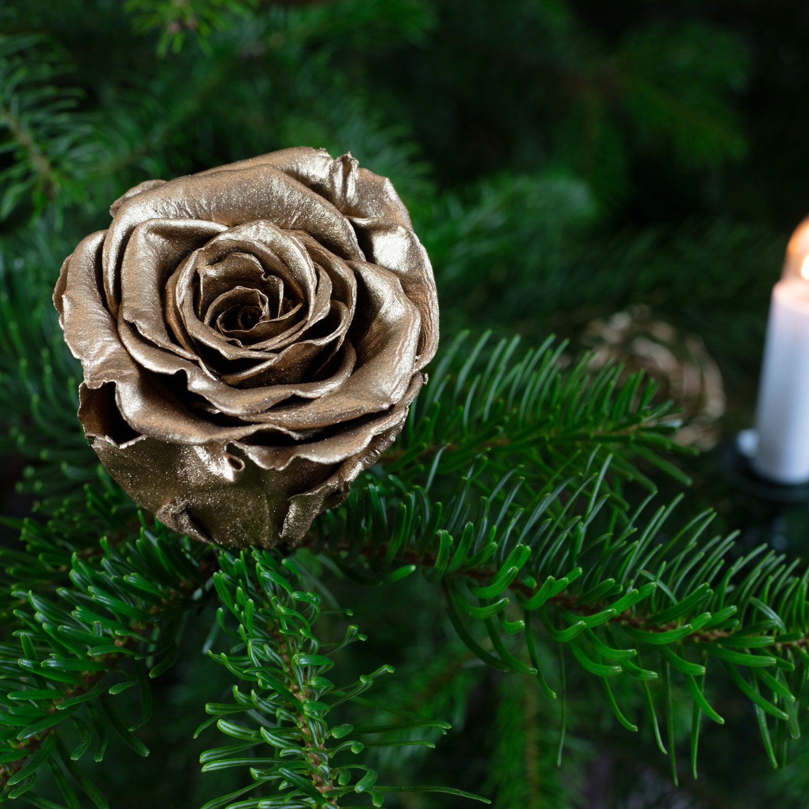 6er-Pack handgefertigte echte Christbaumschmuck-Rosen gold lackiert