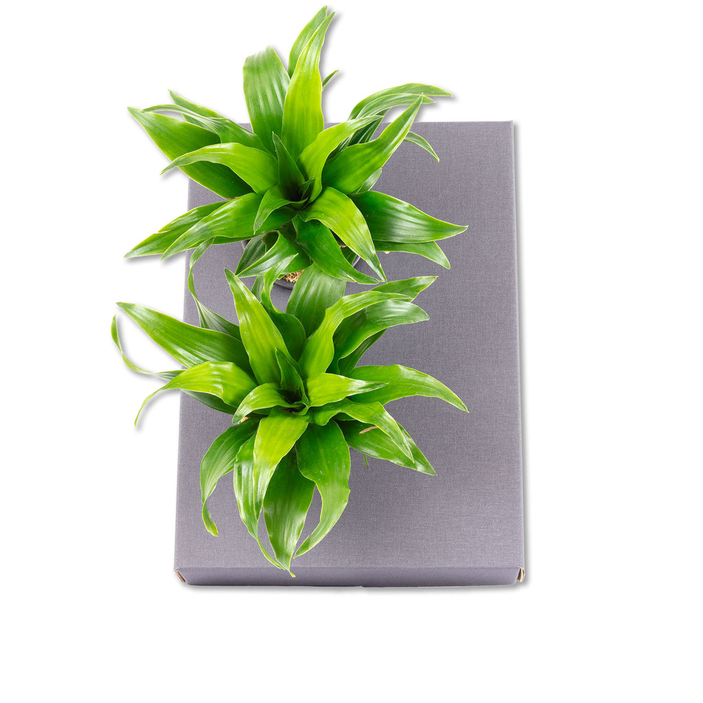 Karton-Flowerbox Sweet 2 - jeans-grau - 26x19 cm
