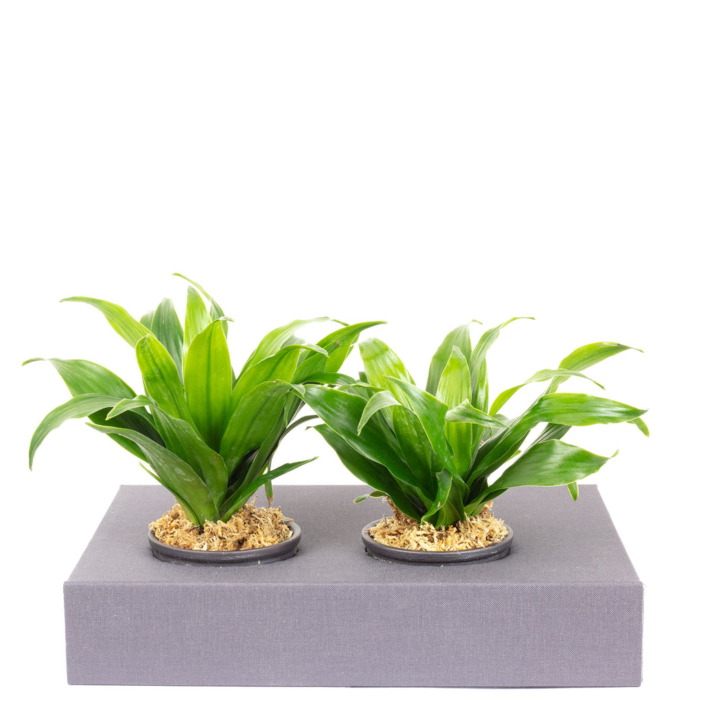 Karton-Flowerbox Sweet 2 - jeans-grau - 26x19 cm