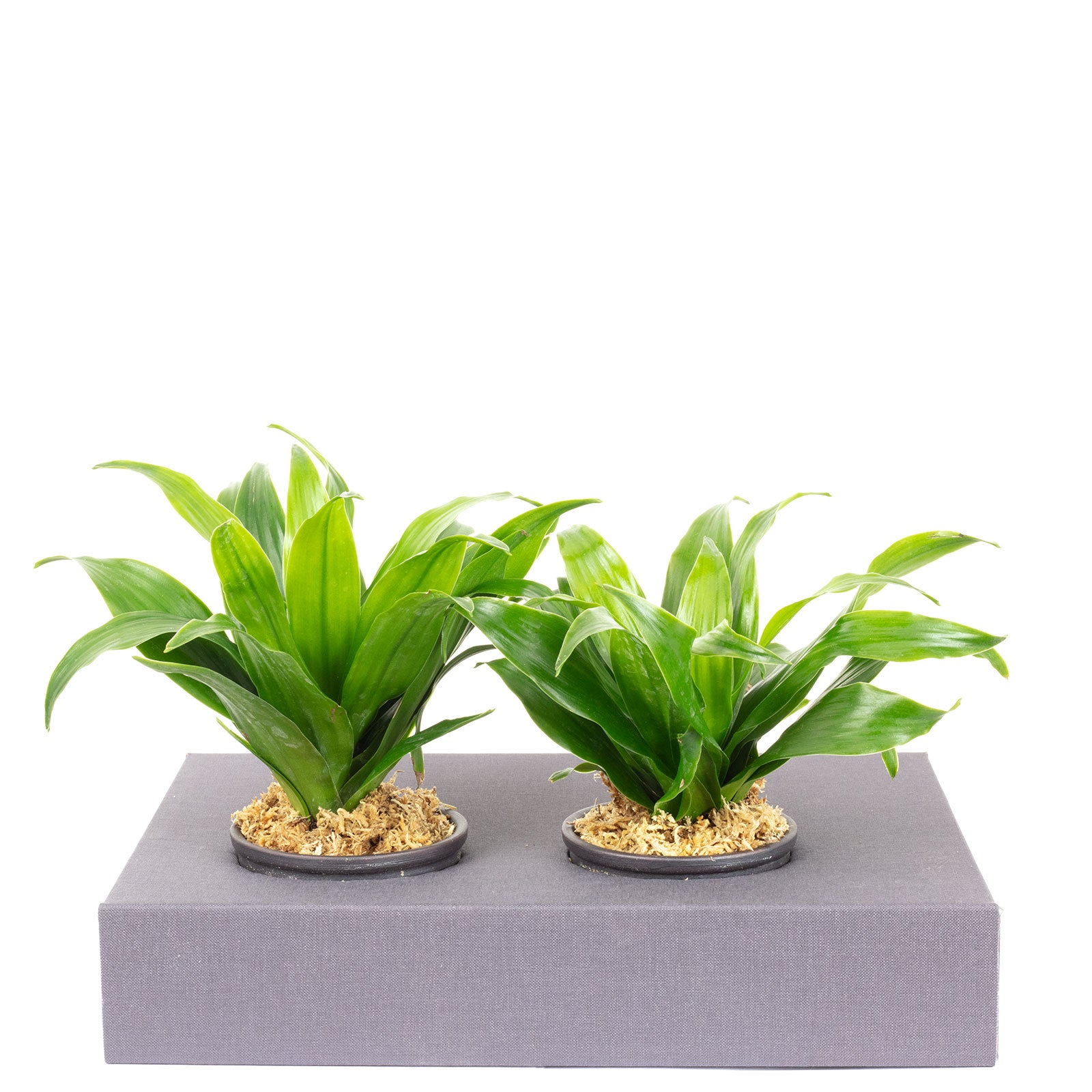 Cardboard flower box Sweet 2 - jeans gray - 26x19 cm