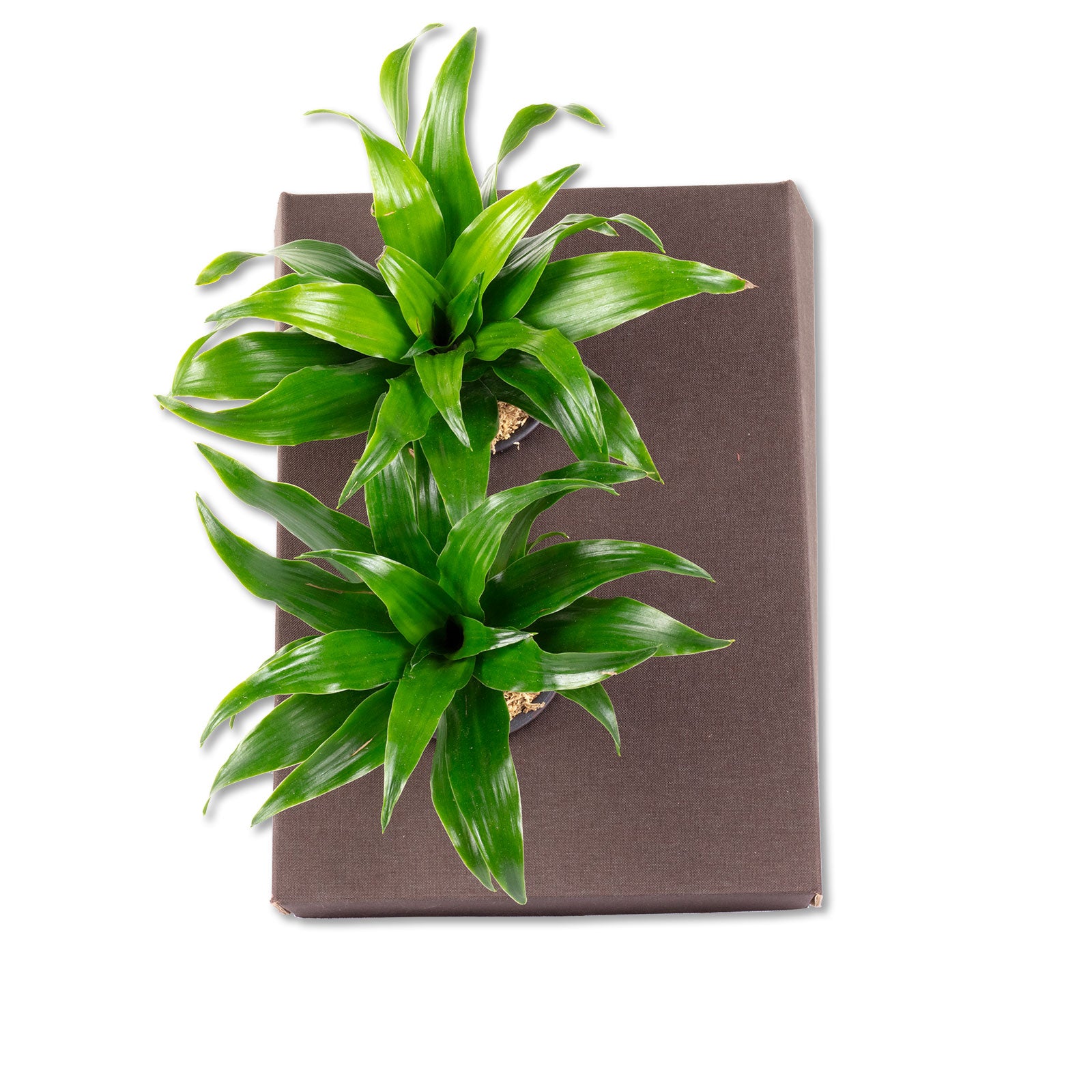 Cardboard flower box Sweet 2 - jeans brown - 26x19 cm