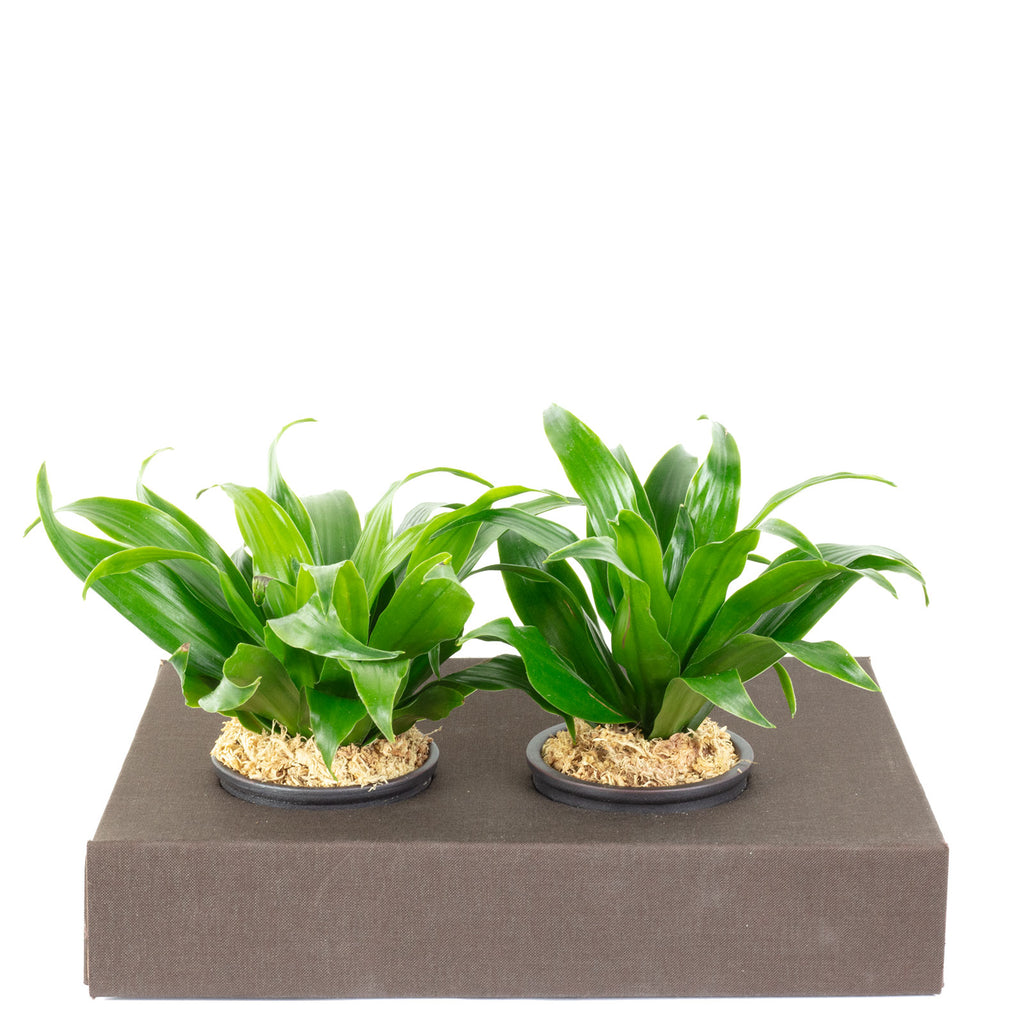Karton-Flowerbox Sweet 2 - jeans-braun - 26x19 cm