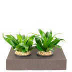 Karton-Flowerbox Sweet 2 - jeans-braun - 26x19 cm