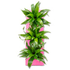Cardboard flower box Sweet 3 - pink - 36x11.5 cm