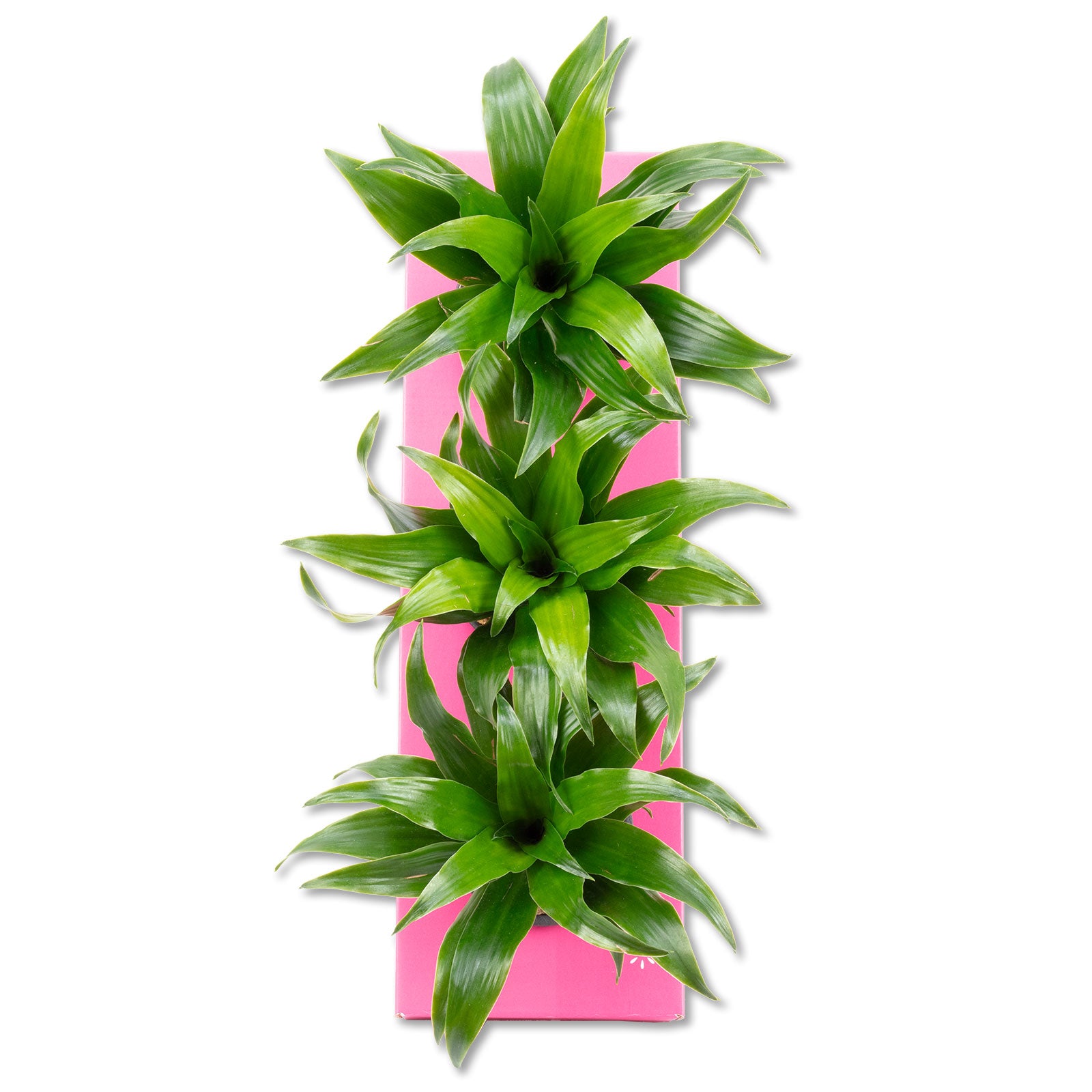 Cardboard flower box Sweet 3 - pink - 36x11.5 cm