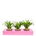 Cardboard flower box Sweet 3 - pink - 36x11.5 cm