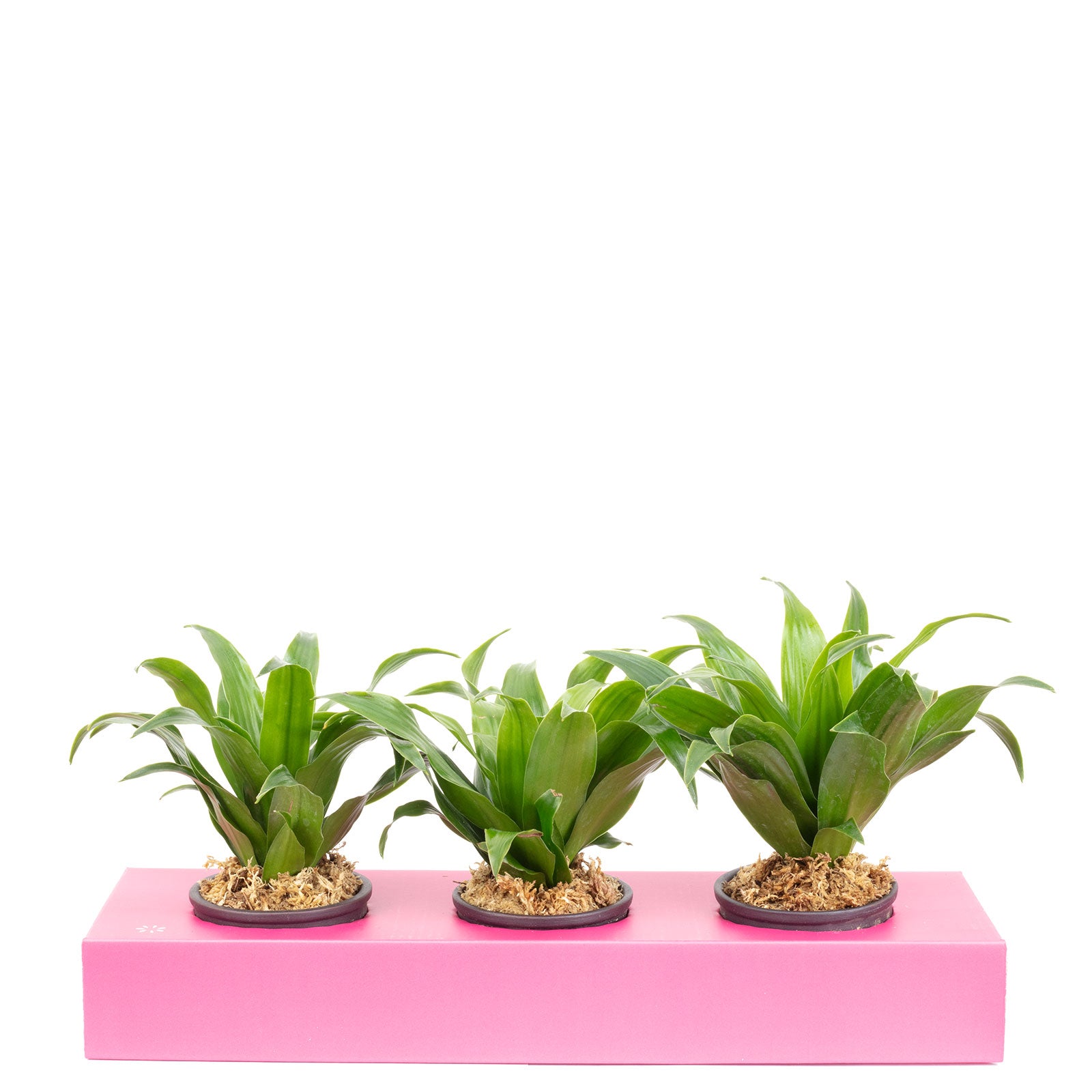 Cardboard flower box Sweet 3 - pink - 36x11.5 cm