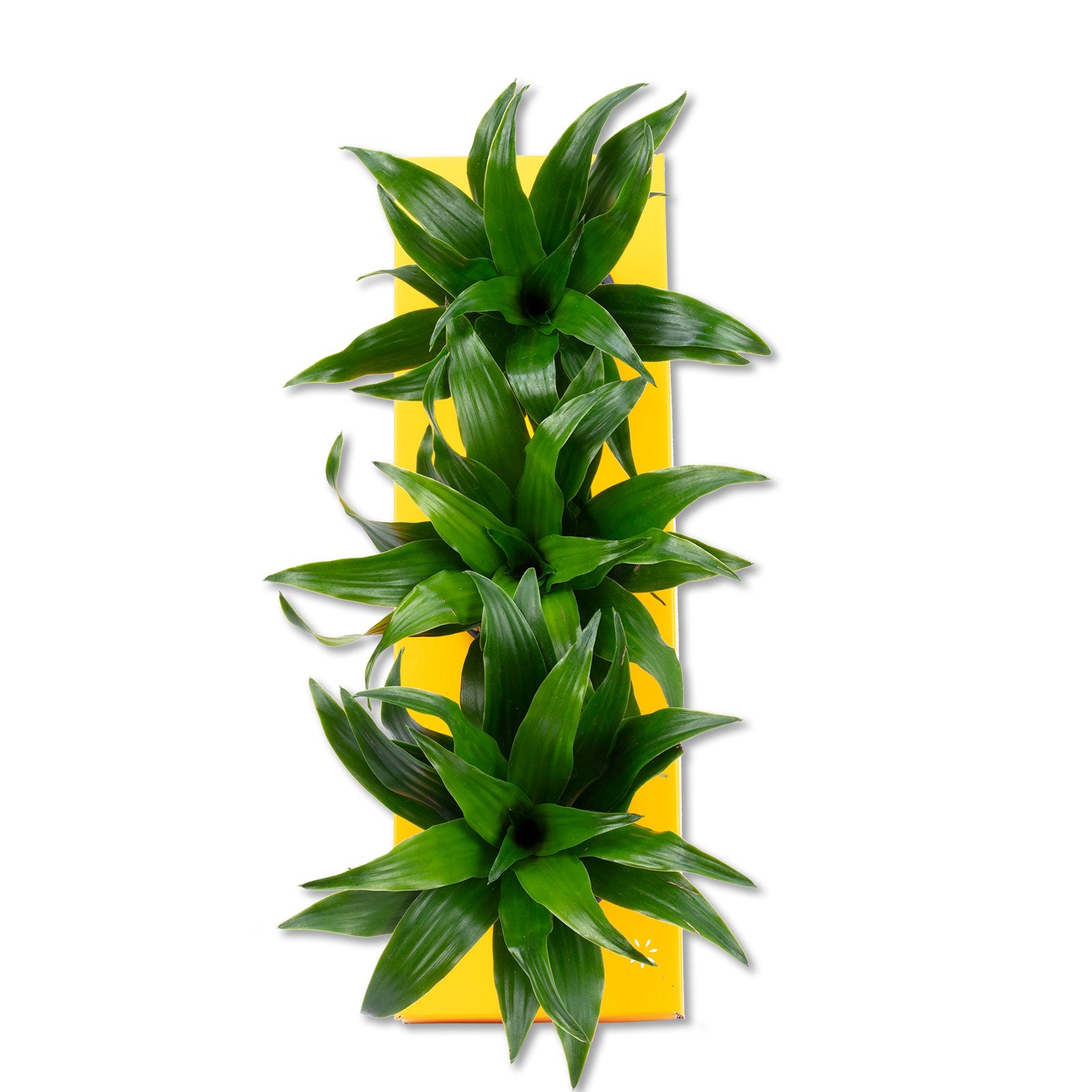 Cardboard flower box Sweet 3 - orange - 36x11.5 cm