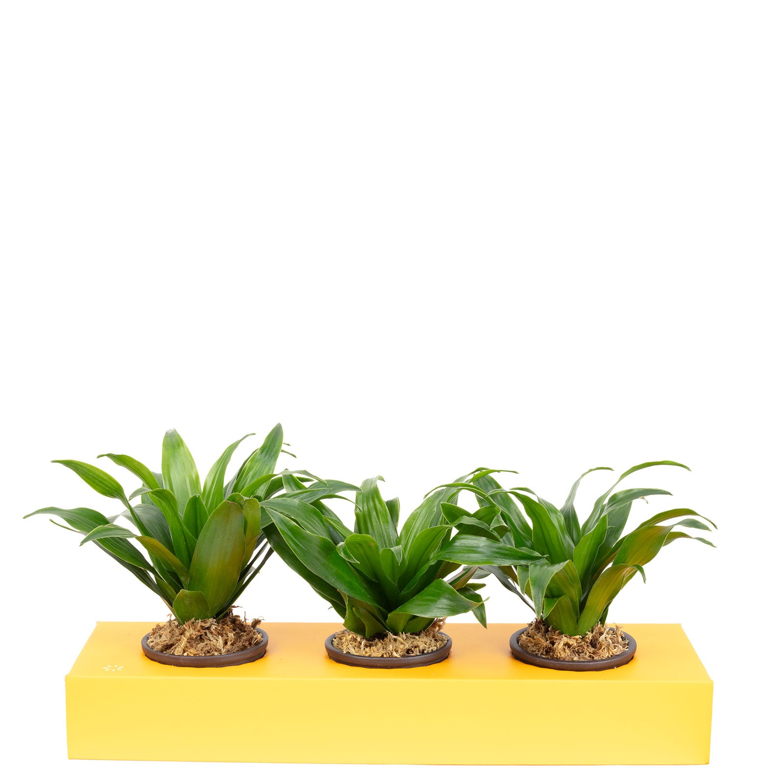 Cardboard flower box Sweet 3 - orange - 36x11.5 cm