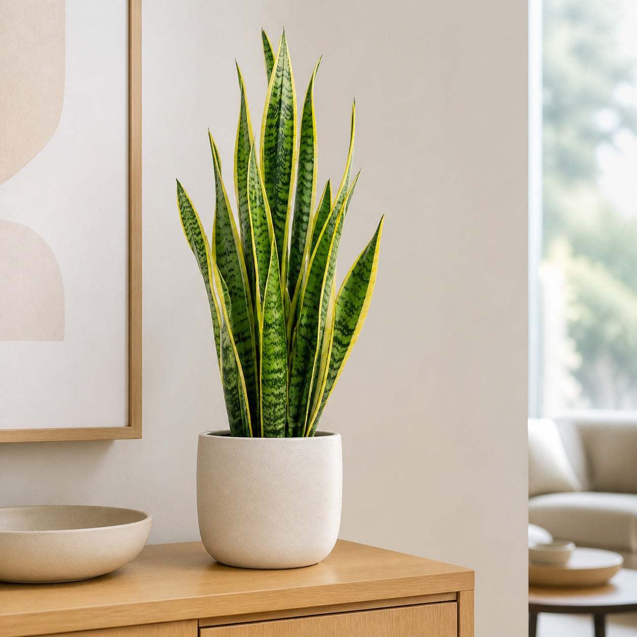 Bogenhanf - Sansevieria trifasciata Laurentii - Höhe ca. 45 cm, Topf-Ø 14 cm