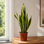 Bogenhanf - Sansevieria trifasciata Laurentii - Höhe ca. 45 cm, Topf-Ø 14 cm