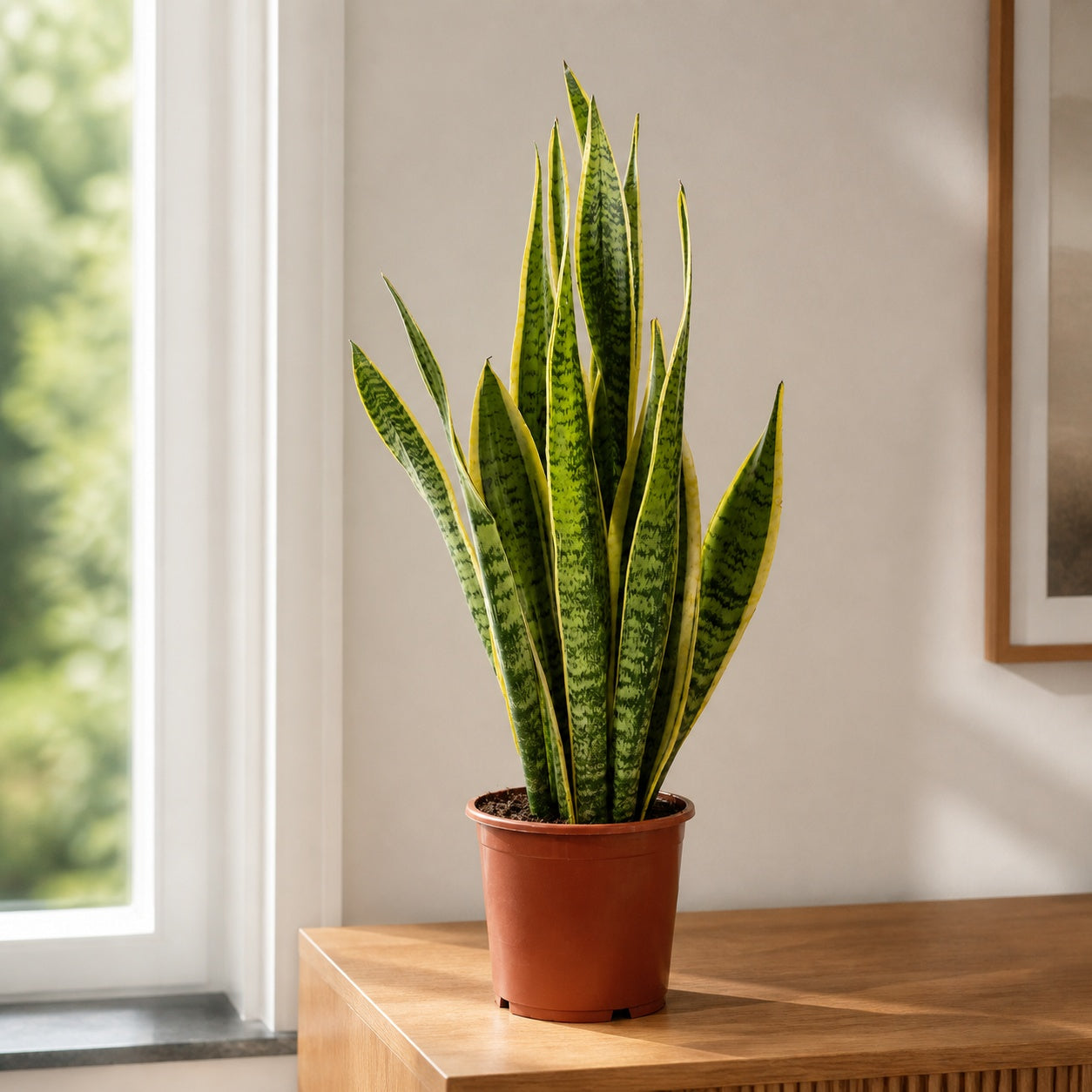 Bogenhanf - Sansevieria trifasciata Laurentii - Höhe ca. 45 cm, Topf-Ø 14 cm