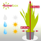 Bogenhanf - Sansevieria trifasciata Laurentii - Höhe ca. 45 cm, Topf-Ø 14 cm