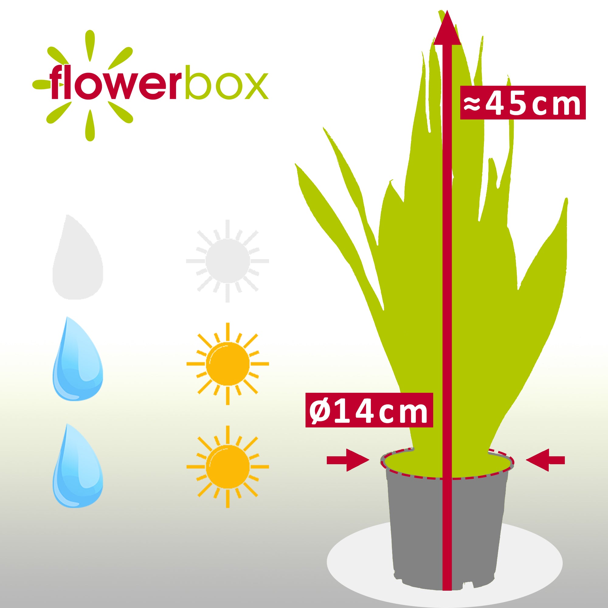 Bogenhanf - Sansevieria trifasciata Laurentii - Höhe ca. 45 cm, Topf-Ø 14 cm